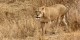 Tanzanie - 2010-09 - 193 - Serengeti - Lionne